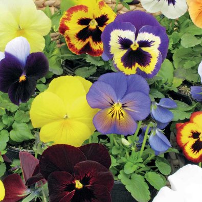 Stemor 'Florist Strain' mix