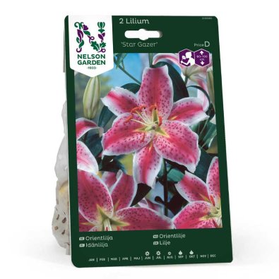 Orientlilje 'Star Gazer'