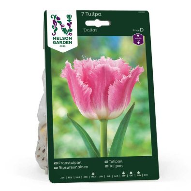 Frynsetulipan 'Dallas'