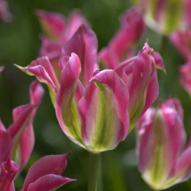 Grønnstripet tulipan 'Virichig'