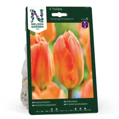 Keisertulipan 'oransje Emperor'
