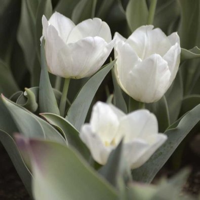 Keisertulipan 'Purissima'