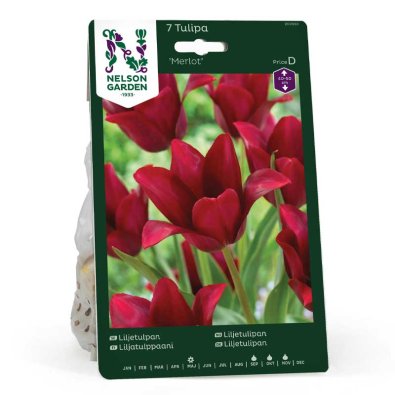 Liljeblomst tulipan 'Merlot'