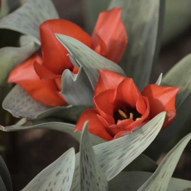 Papegøyetulipan 'Casa Grande'