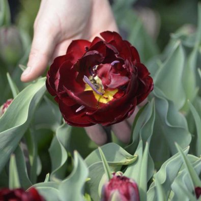 Tulipan 'Uncle Tom'