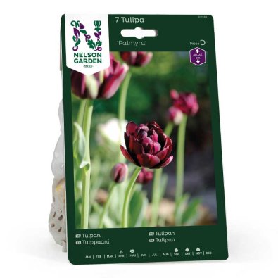 Tulipan 'Palmyra'