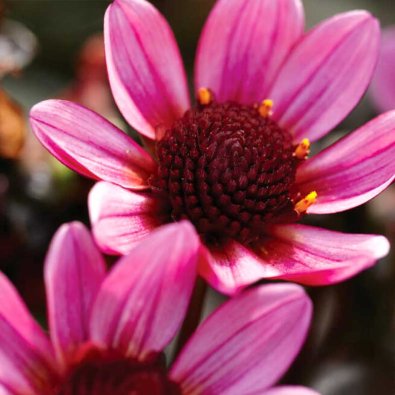 Enkel hagedahlia 'Pretty Woman'