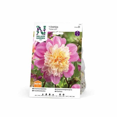 Anemone-georgine 'Take Off'