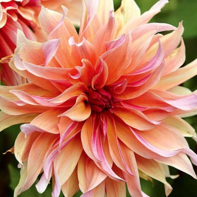 Dekorativ georgine 'Labyrinth'