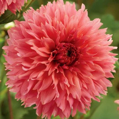 Dekorativ georgine 'Orange Fubuki'
