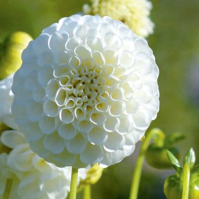 Pompon-georgine 'Snowflake'