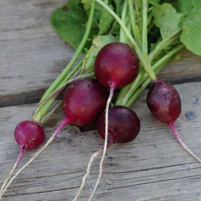 Reddik 'Amethyst'
