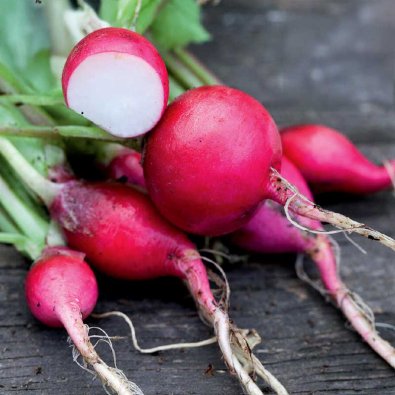 Reddik 'Saxa 2' Organic