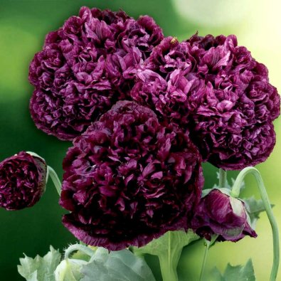 Peonvalmue 'Black Poeny'