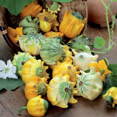 Prydgresskar 'Crowns of Thorn'