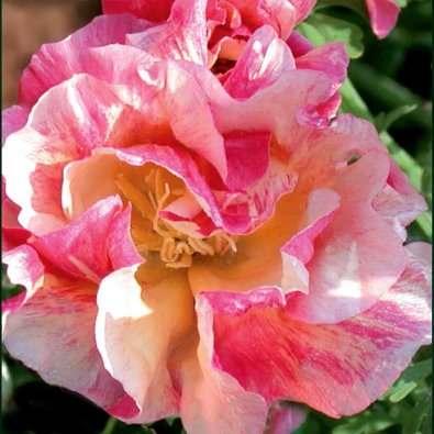 Søvnhette 'Rosa Romantica'