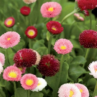 Tusenfryd 'Pomponette'