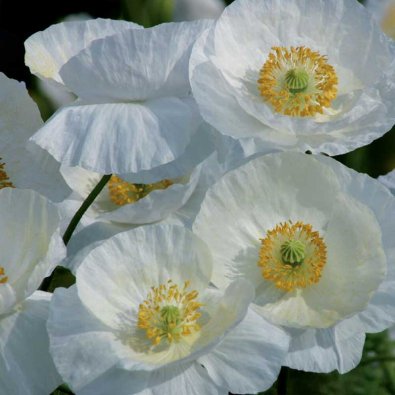 Valmue 'Bridal Silk'