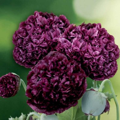 Peonvalmue 'Black Peony'