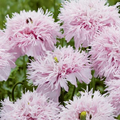 Fjærvalmue 'Lilac Pompom'