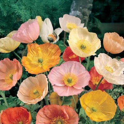 Sibirvalmue 'Magic Wonder'