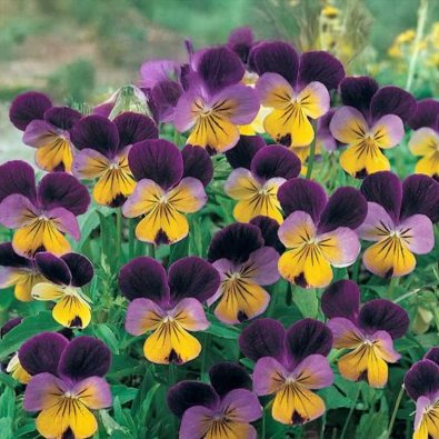 Hornfiol 'Johnny Jump Up'