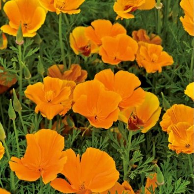 Søvnvalmue 'Orange King'