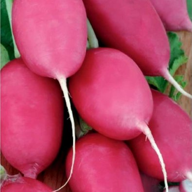 Reddik 'Jutrezenka'