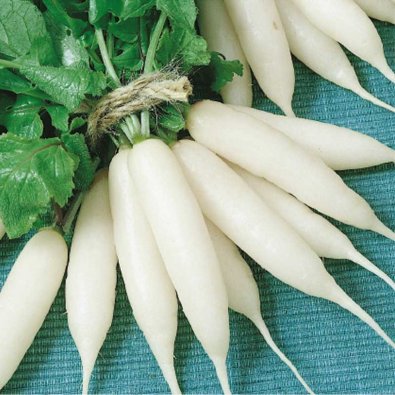 Reddik 'Icicle'