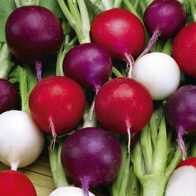 Reddik 'Riesen Von Aspern Viola Sniežka'