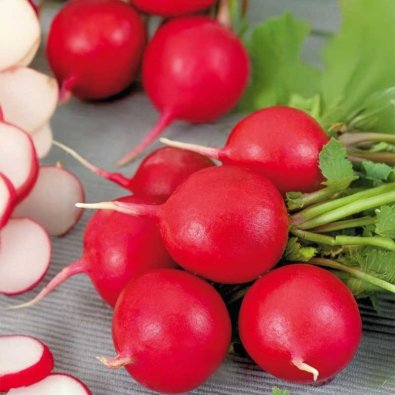 Reddik 'Scarlet globe'