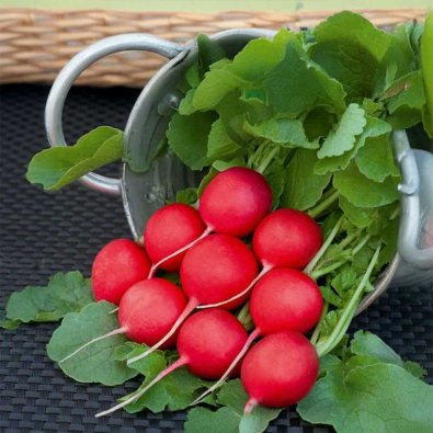 Reddik 'Scarlet champion'