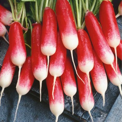 Reddik 'Flamboyant 3'