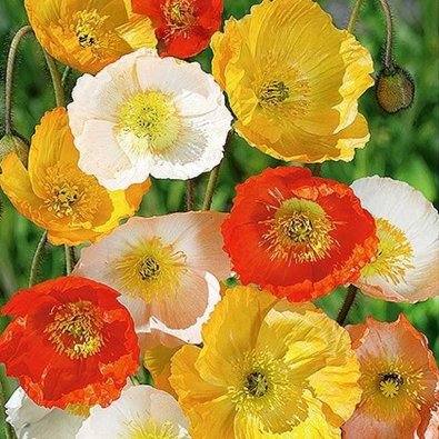 Valmue 'Victory Giant'