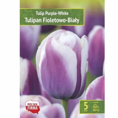 Tulipan lilla-hvit