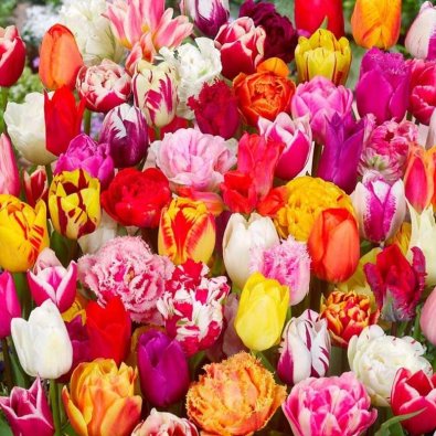 Tulipaner hagemiks 10 stk