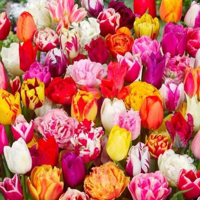 Tulipaner hagemiks 25 stk
