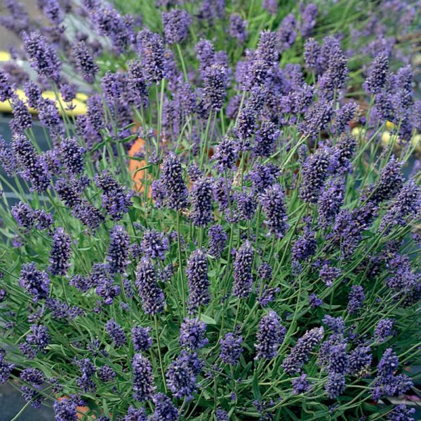 Lavendel