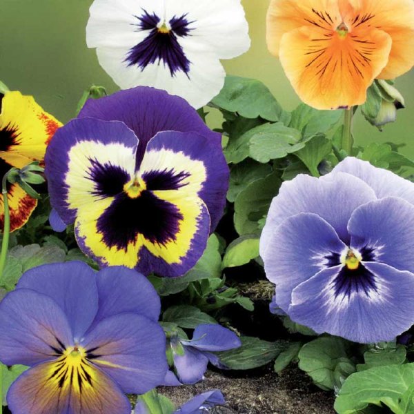 Stemor 'Florist Strain' mix