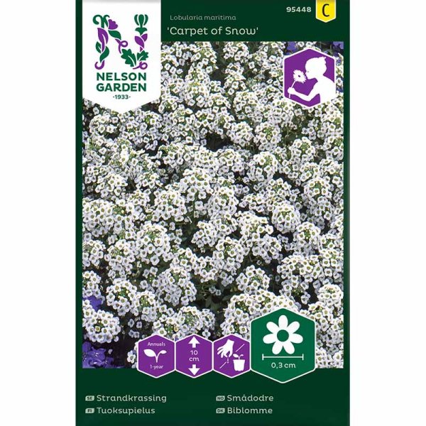 Strandkjarsmin 'Carpet of Snow'