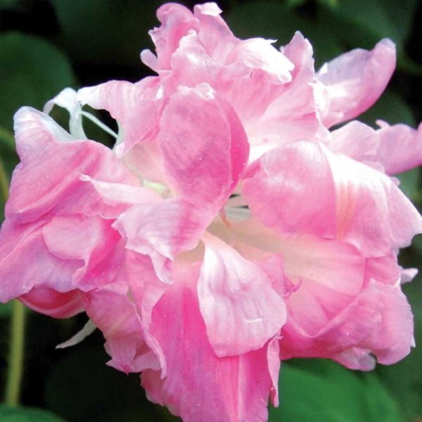 Praktvindel 'Split Second'