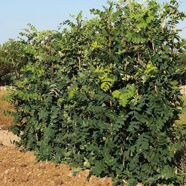 Sibirisk ärtbuske, 40-65cm2, 100-Pack