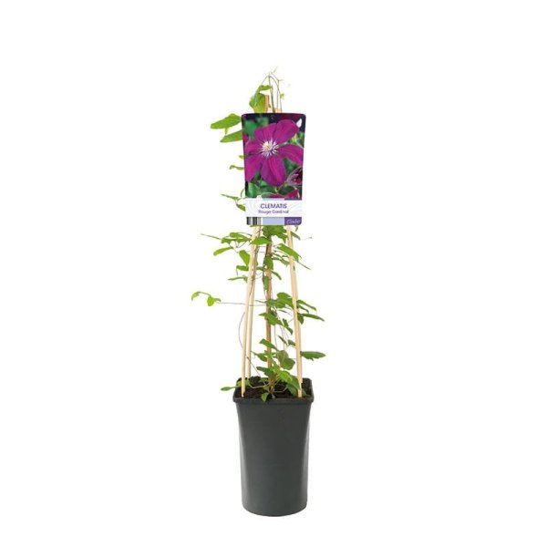 Purpurröd jackmanii klematis, 1-pack