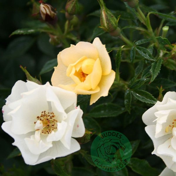 Marktäckande ros Sun Cover, 10-Pack