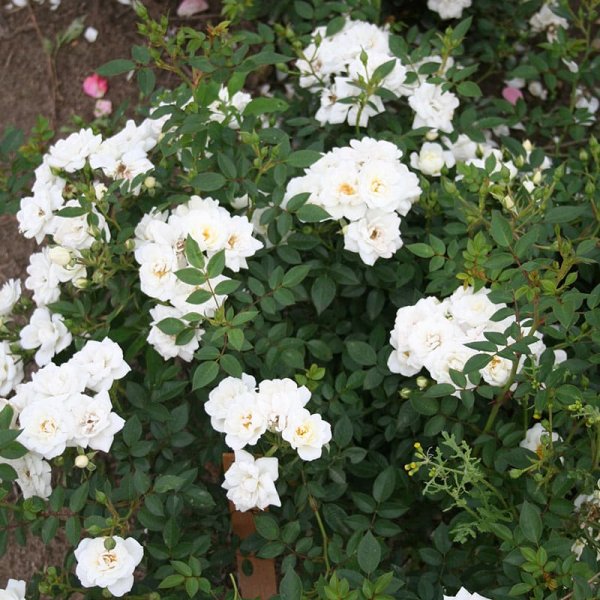 Marktäckande ros White Cover, 1-Pack