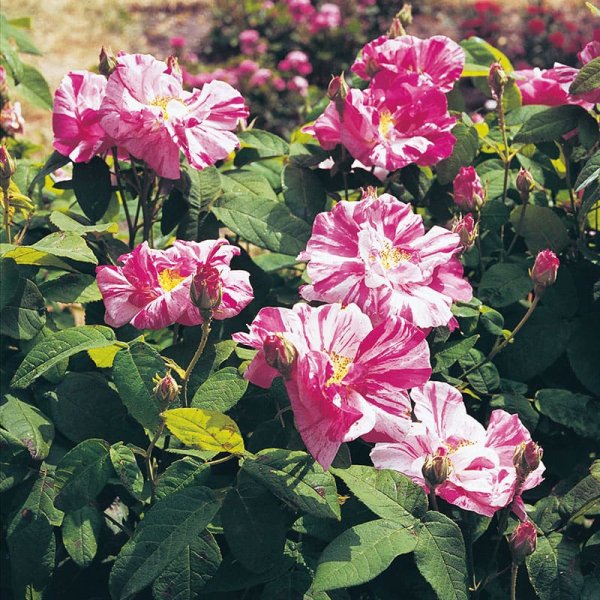 Gammaldags ros Mundi, 5-Pack