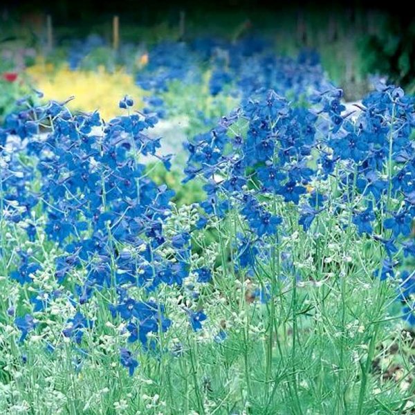 Kinesisk Ridderspore 'Summer Nights'