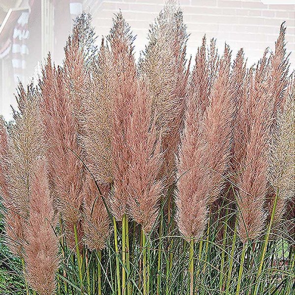 Pampasgress 'Pampas Plume' rosa