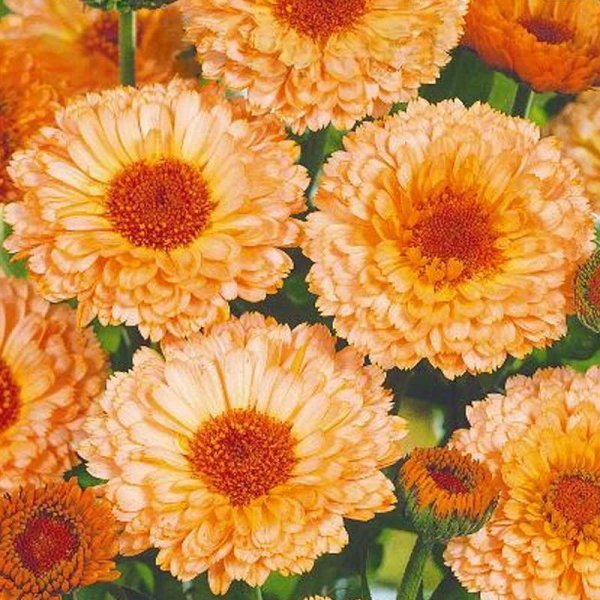 Ringblomst 'Pink suprise'