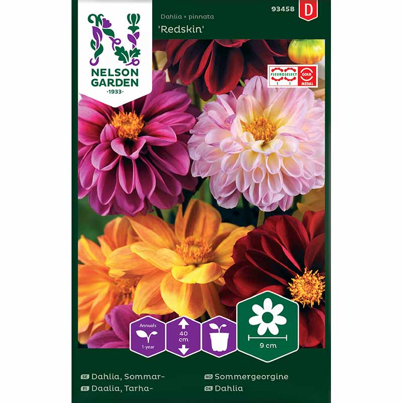 Sommergeorgine 'Redskin'